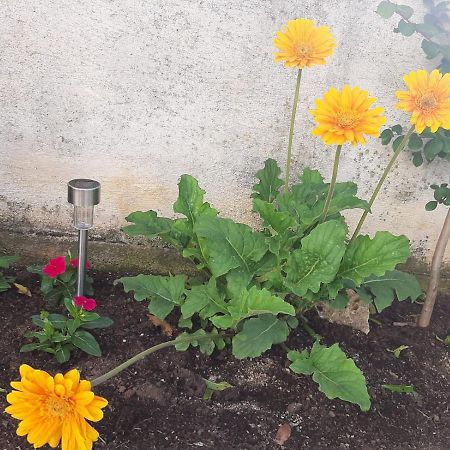 H&F Apartmani Vir Zewnętrze zdjęcie